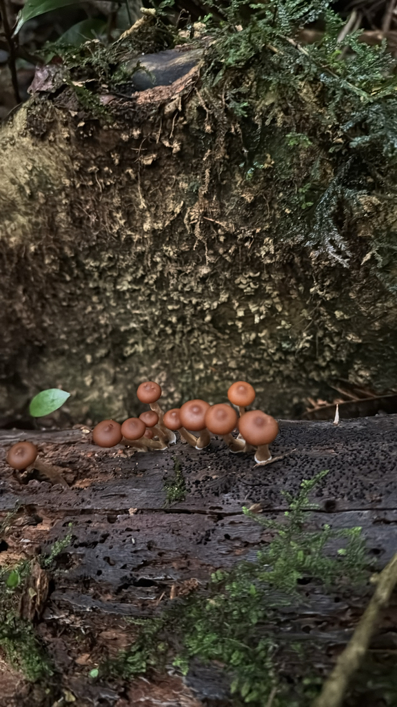Galerina patagonica · May 2025 · photo: © duaneg (iNaturalist, cc-by)