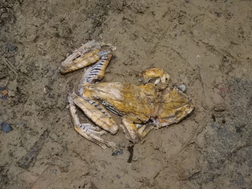 Polypedates otilophus