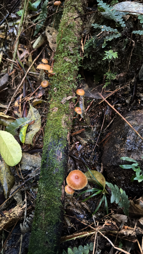 Galerina patagonica · May 2025 · photo: © duaneg (iNaturalist, cc-by)