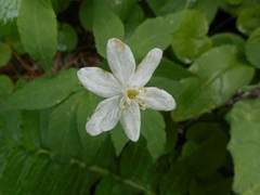 Anemonoides trifolia