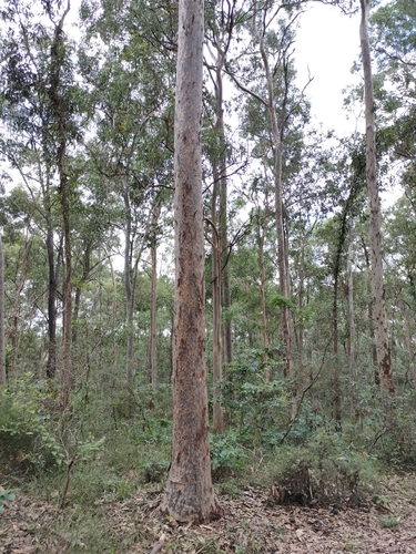 Image of Corymbia variegata by (c) Tony van Kampen, some rights reserved (CC BY)