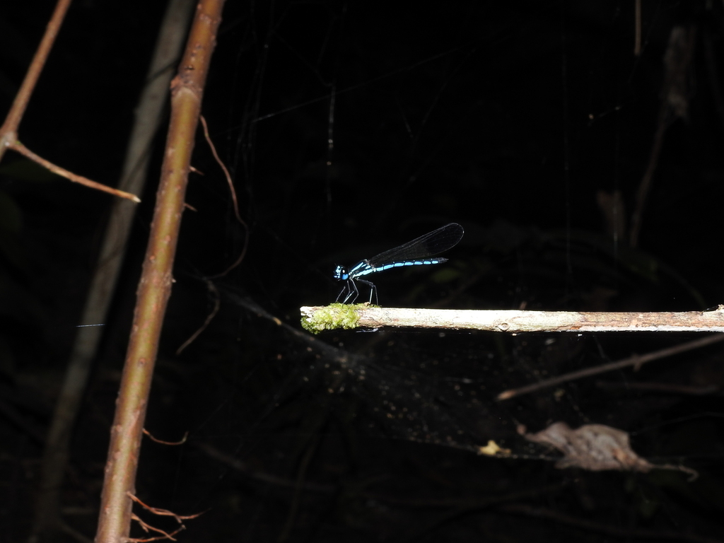 Rhinocypha humeralis (Rhinocypha humeralis)