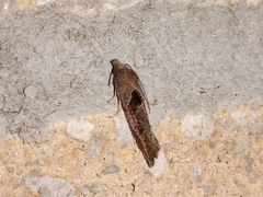 Pelochrista similiana