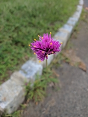 Gomphrena pulchella