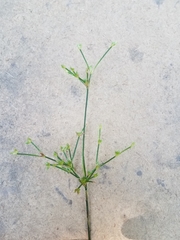 Juncus trigonocarpus