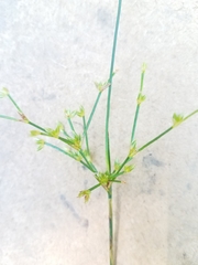 Juncus trigonocarpus