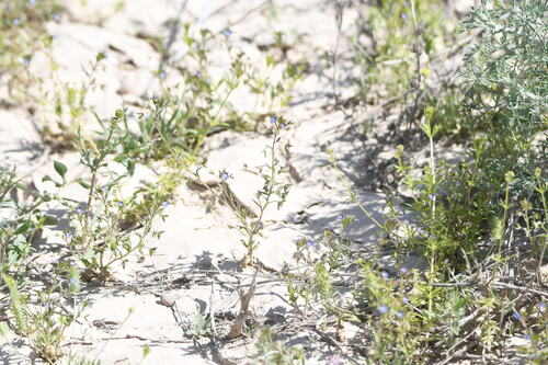 Bent-foot speedwell (Veronica campylopoda)