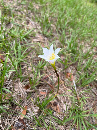 Zephyranthes simpsonii, photograph 6