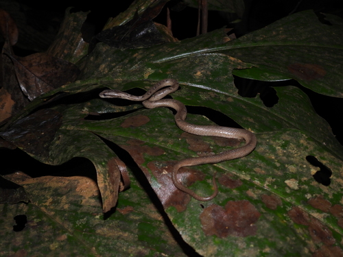 Psammodynastes pictus