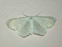 Scopula subpunctaria
