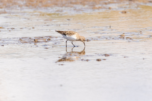 Correlimos de Temminck (Calidris temminckii)