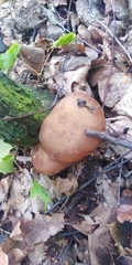 Armillaria cepistipes