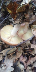 Armillaria cepistipes