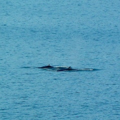 Balaenoptera