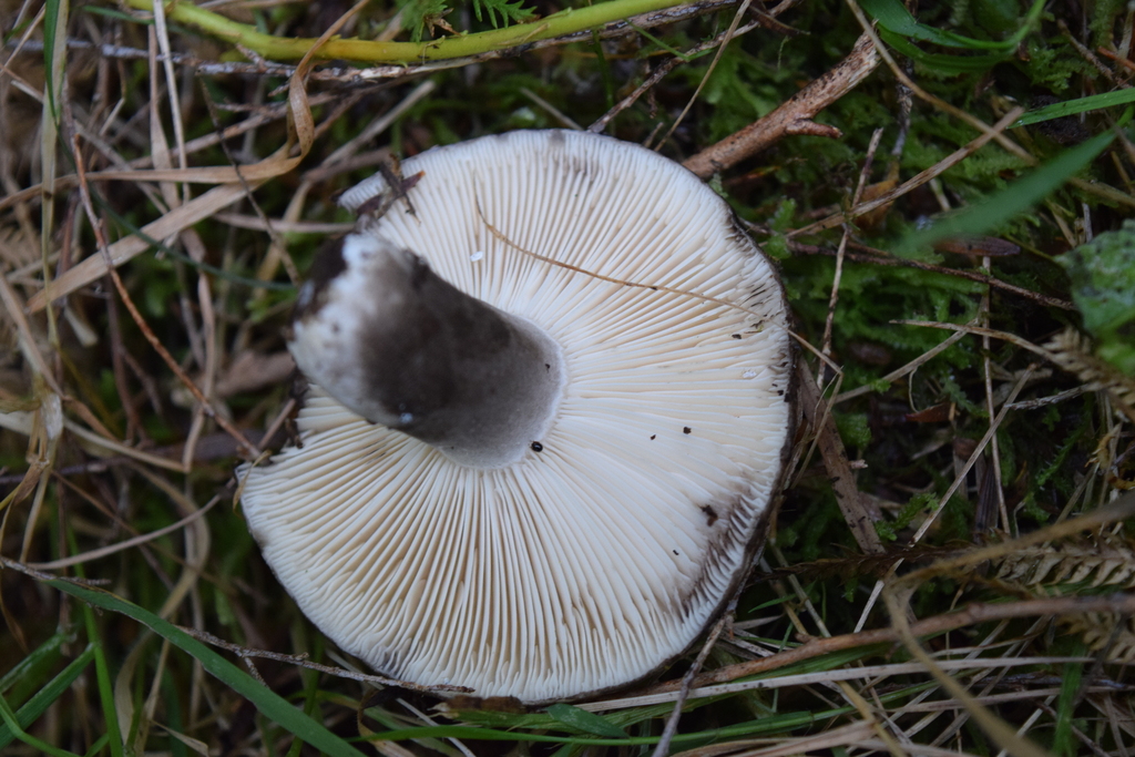 Russula inquinata · May 2025 · photo: © davidwhyte (iNaturalist, cc-by-sa)