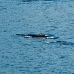 Balaenoptera