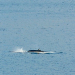 Balaenoptera