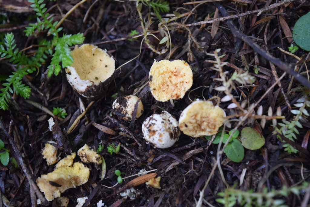 Russula osphranticarpa
