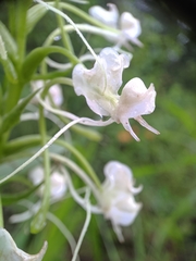 Habenaria commelinifolia