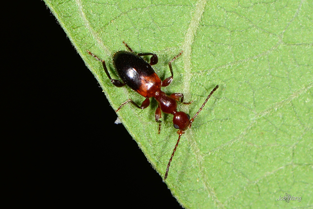 Anthelephila klapperichi