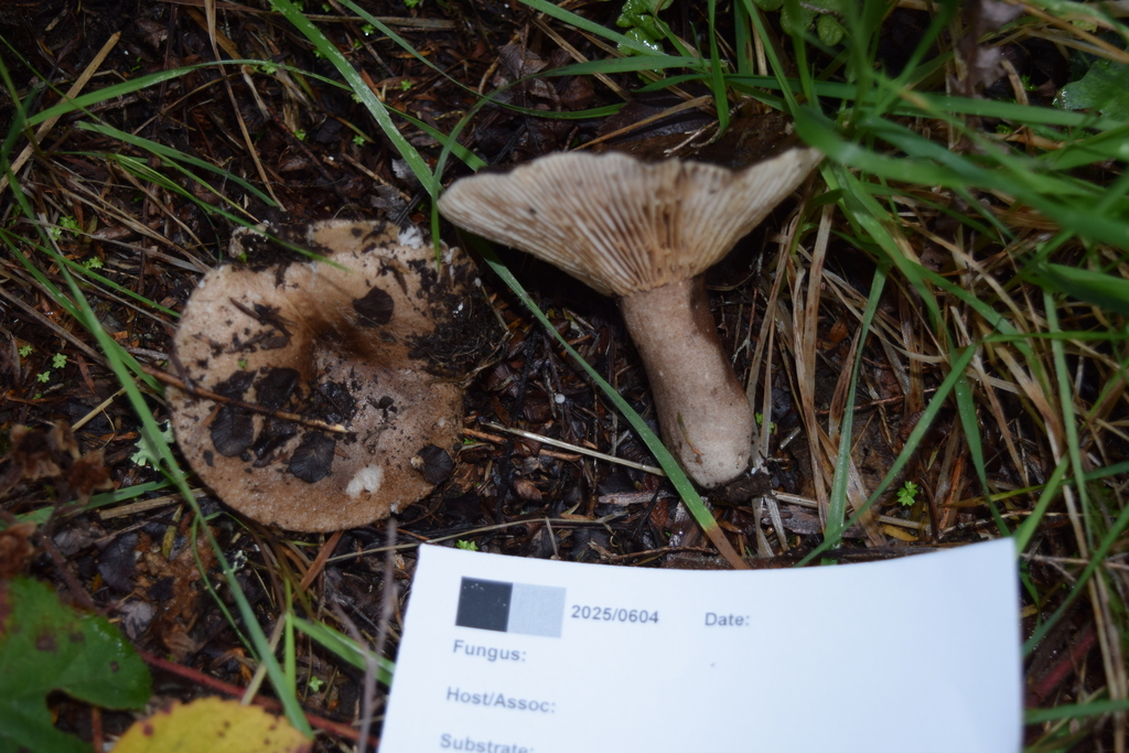 Russula griseobrunnea