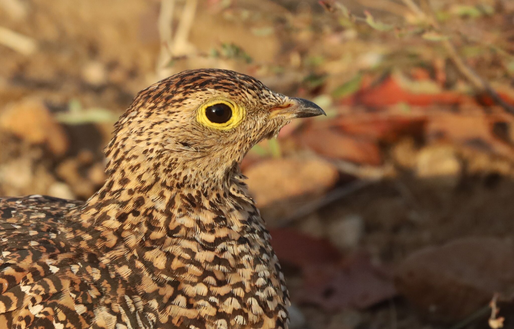 Double-banded Sandgrouse (Pterocles bicinctus)