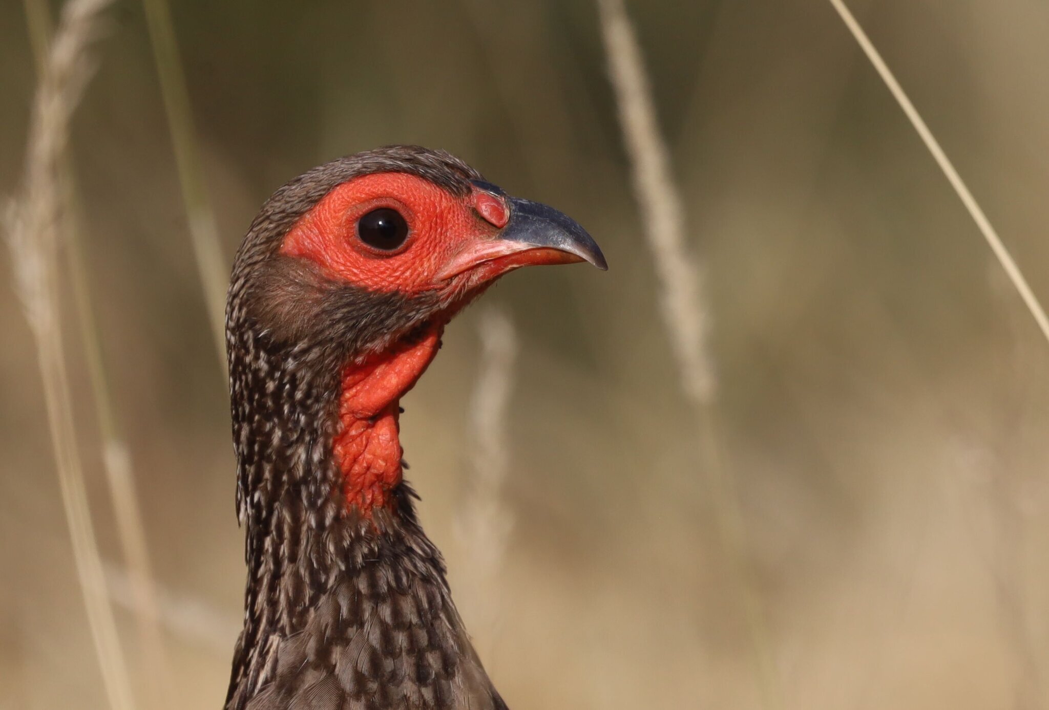 Swainson's Spurfowl (Pternistis swainsonii)