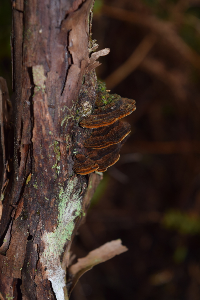 Hymenochaete microcycla · May 2025 · photo: © davidwhyte (iNaturalist, cc-by-sa)