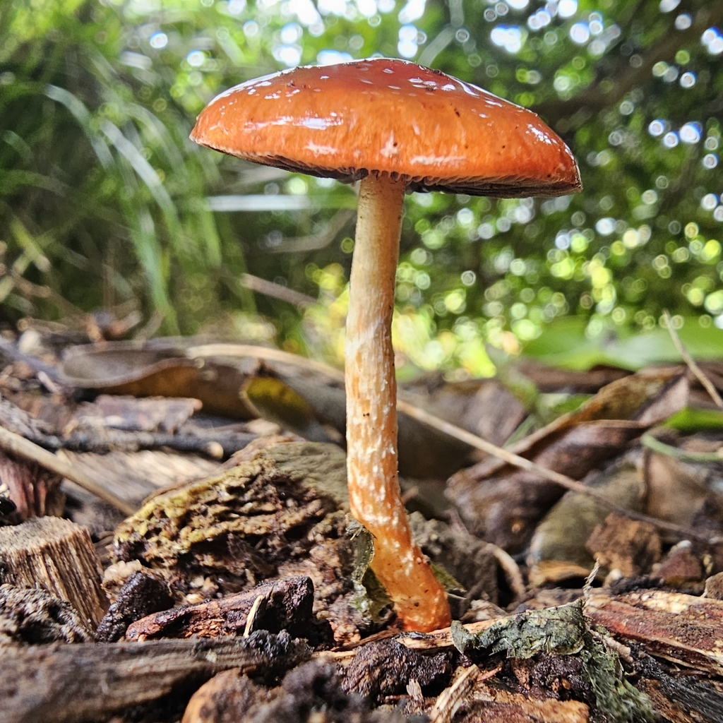 Leratiomyces ceres · April 2025 · photo: © ferousfolly (iNaturalist, cc-by-sa)