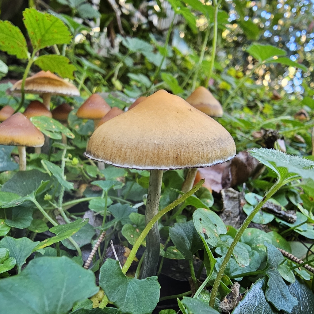 Psilocybe subaeruginosa · April 2025 · photo: © ferousfolly (iNaturalist, cc-by-sa)