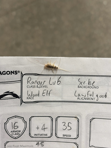 Firebrat