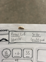 Firebrat