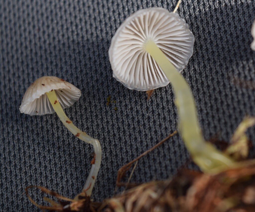 Mycena subviscosa · May 2025 · photo: © davidwhyte (iNaturalist, cc-by-sa)