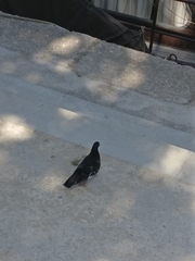 Columba livia domestica