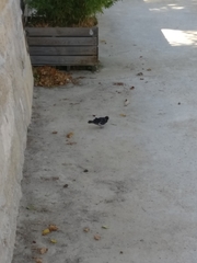 Columba livia domestica