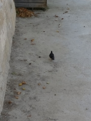 Columba livia domestica