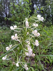 Habenaria commelinifolia