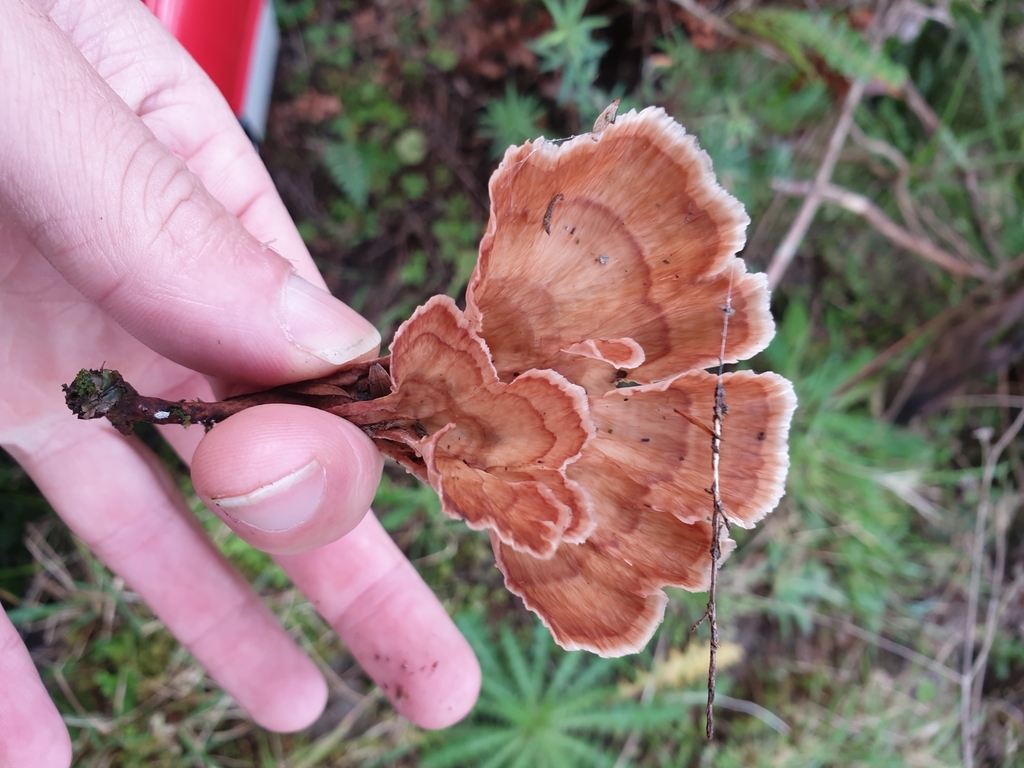 Podoscypha petalodes floriformis · May 2025 · photo: © samlasham (iNaturalist, cc0)