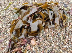 Laminaria hyperborea