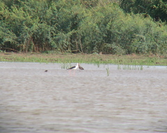 Limosa limosa melanuroides