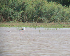 Limosa limosa melanuroides