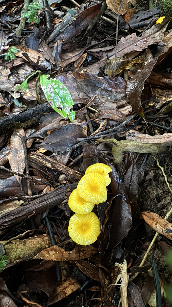 Gloioxanthomyces chromolimoneus · May 2025 · photo: © duaneg (iNaturalist, cc-by)