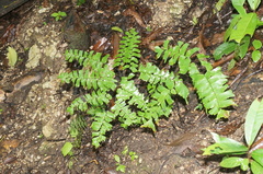 Adiantum trapeziforme