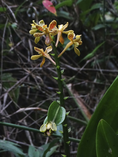 thick-lipped anacheilium (Prosthechea crassilabia)