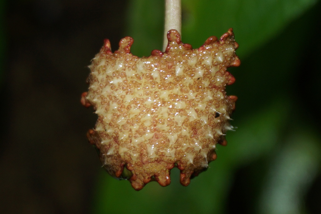 Dorstenia drakena from Pluma Hidalgo, Oax., México on August 18, 2019 ...