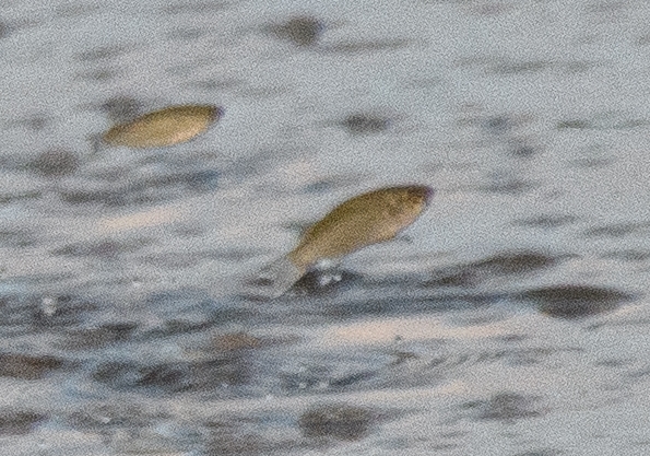 Broad-Mouthed Mullet photo 4