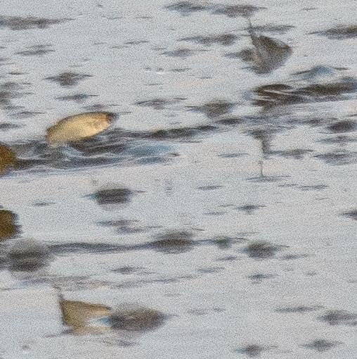 Broad-Mouthed Mullet photo 5
