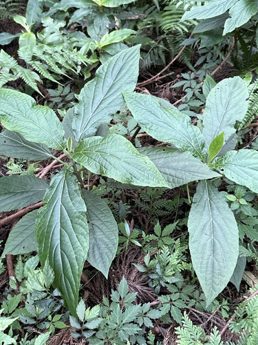 Paraphlomis javanica iNat (3)