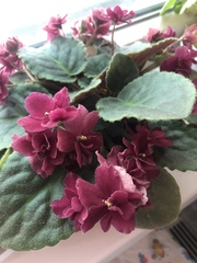 Streptocarpus ionanthus