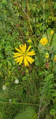 Silphium terebinthinaceum